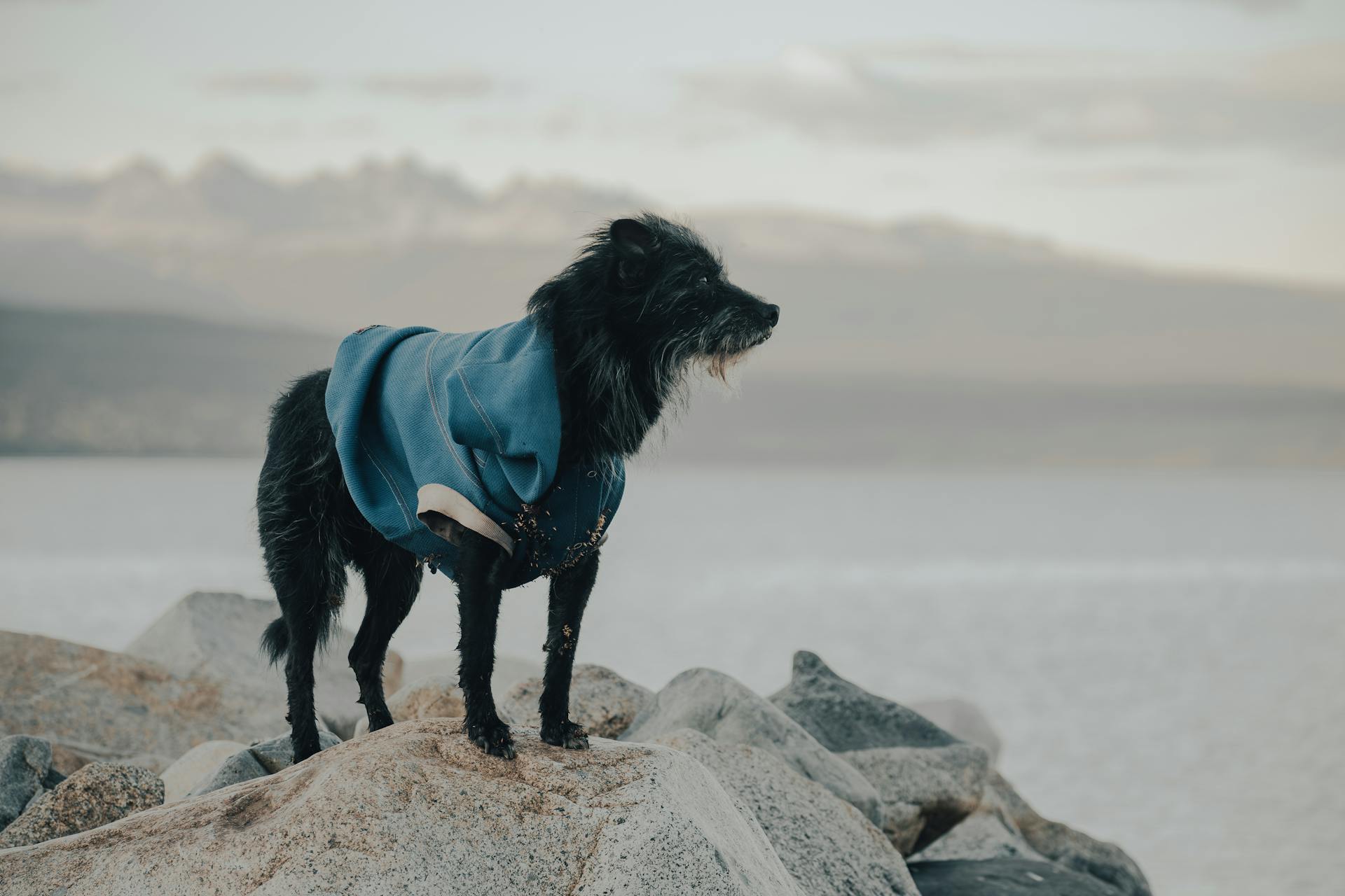 dog jacket